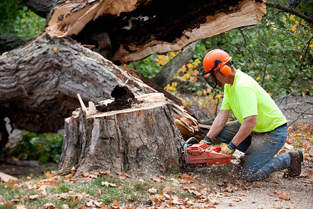 Best Tree Pruning Services  in Kibler, AR